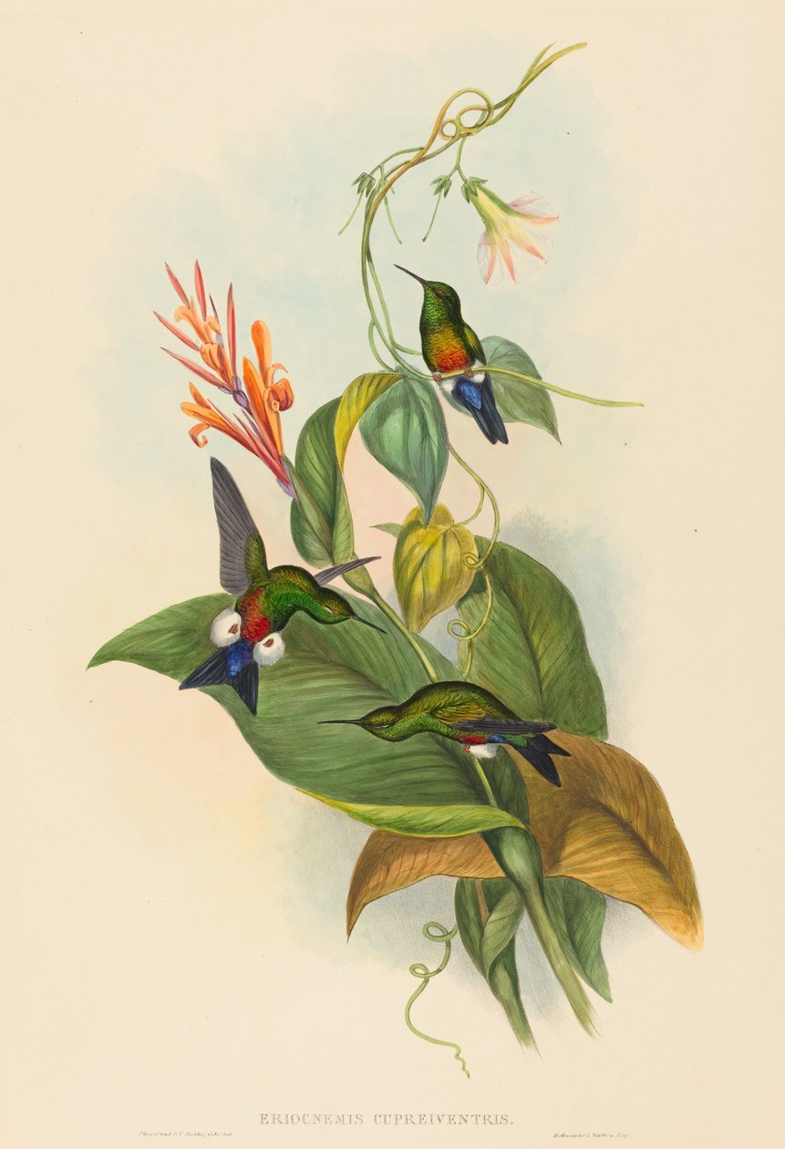 Eriocnemis cupreiventris Kopparblåst Puff-Leg. Skapare: John Gould, Henry Constantine Richter. av John Gould and Henry Constantine Richter John Gould and Henry Constantine Richter
