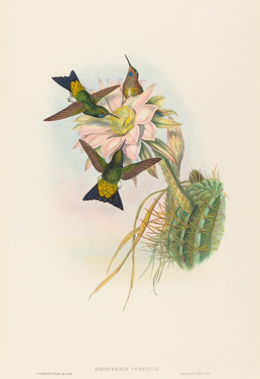 Eriocnemis vestitus Glowing Puff-Leg。 クリエイター: ジョン・グールド、ヘンリー・コンスタンティン・リヒター.swedish av John Gould and Henry Constantine Richter John Gould and Henry Constantine Richter
