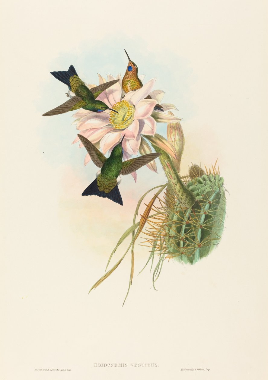 Eriocnemis vestitus Glödande Puff-Leg. Skapare: John Gould, Henry Constantine Richter. av John Gould and Henry Constantine Richter John Gould and Henry Constantine Richter