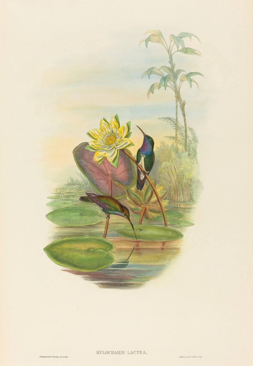 Hylocharis lactea Sapphire-breasted Emerald. Skapare: John Gould, Henry Constantine Richter. av John Gould and Henry Constantine Richter John Gould and Henry Constantine Richter