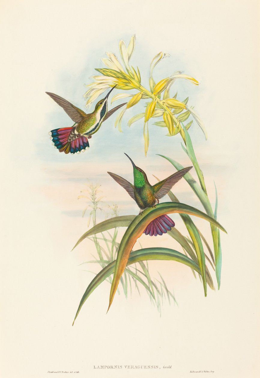 Lampornis veraguensis Veraguan Mango. Skapare: John Gould, Henry Constantine Richter. av John Gould and Henry Constantine Richter John Gould and Henry Constantine Richter