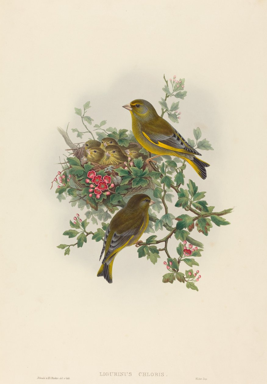 Ligurinus chloris Grönfink. Skapare: John Gould, Henry Constantine Richter. av John Gould and Henry Constantine Richter John Gould and Henry Constantine Richter