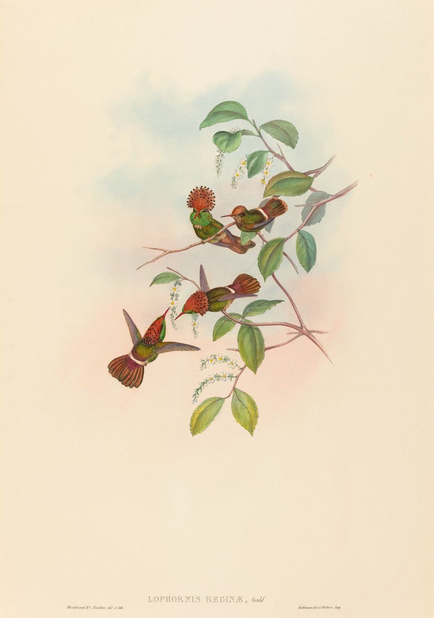 Lophornas reginae Spangled Coquette. Skapare: John Gould, Henry Constantine Richter. av John Gould and Henry Constantine Richter John Gould and Henry Constantine Richter