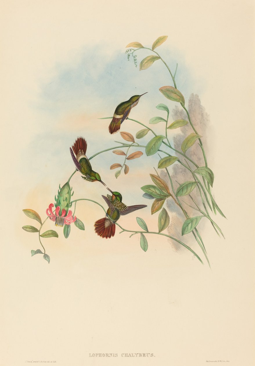 Lophornis chalybeus festlig kokett. Skapare: John Gould, Henry Constantine Richter. av John Gould and Henry Constantine Richter John Gould and Henry Constantine Richter
