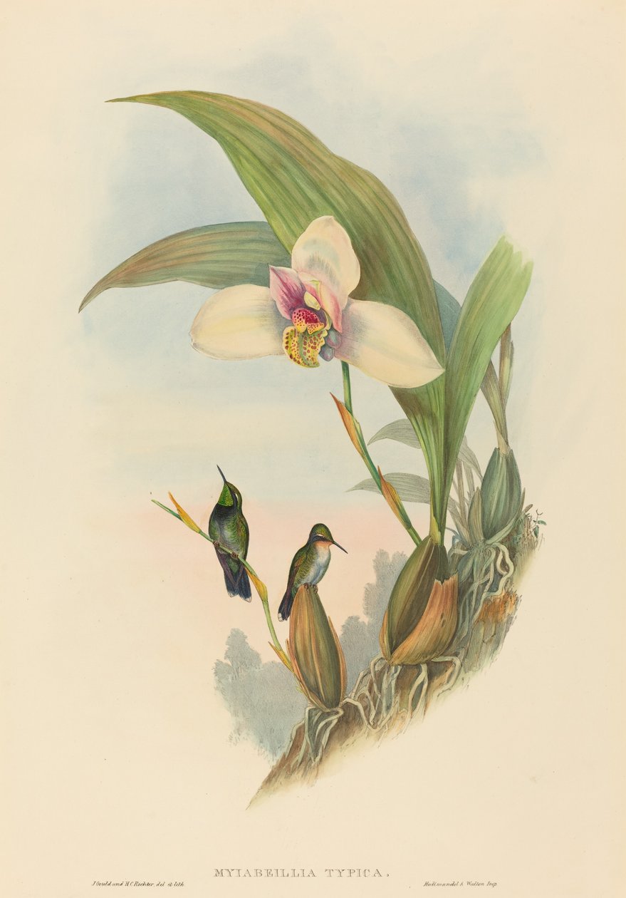 Myiabeillia typica Abeilles kolibri. Skapare: John Gould, Henry Constantine Richter. av John Gould and Henry Constantine Richter John Gould and Henry Constantine Richter
