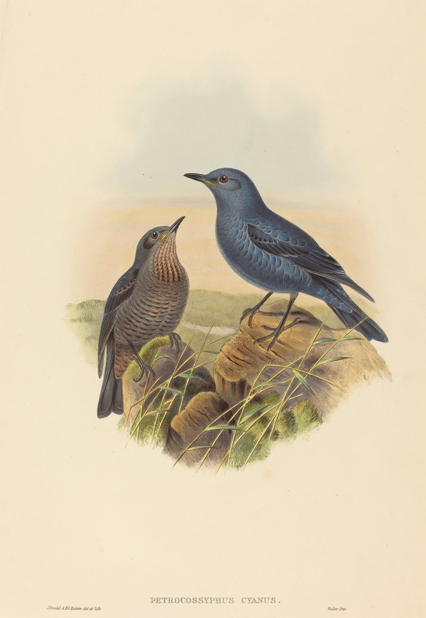 Petrocossyphus cyanus Blå stentrast. Skapare: John Gould, Henry Constantine Richter. av John Gould and Henry Constantine Richter John Gould and Henry Constantine Richter