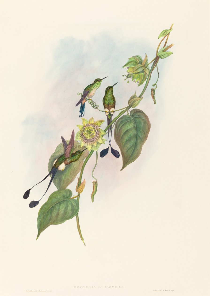Spathura underwoodi White-footed Racket-Tail. Skapare: John Gould, Henry Constantine Richter. av John Gould and Henry Constantine Richter John Gould and Henry Constantine Richter