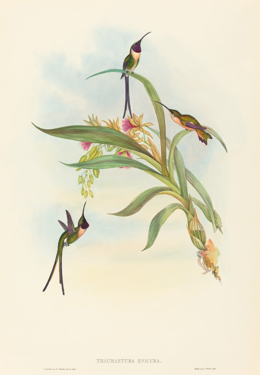 Tharmastura enicura Slender Shear-Tail. Skapare: John Gould, Henry Constantine Richter. av John Gould and Henry Constantine Richter John Gould and Henry Constantine Richter