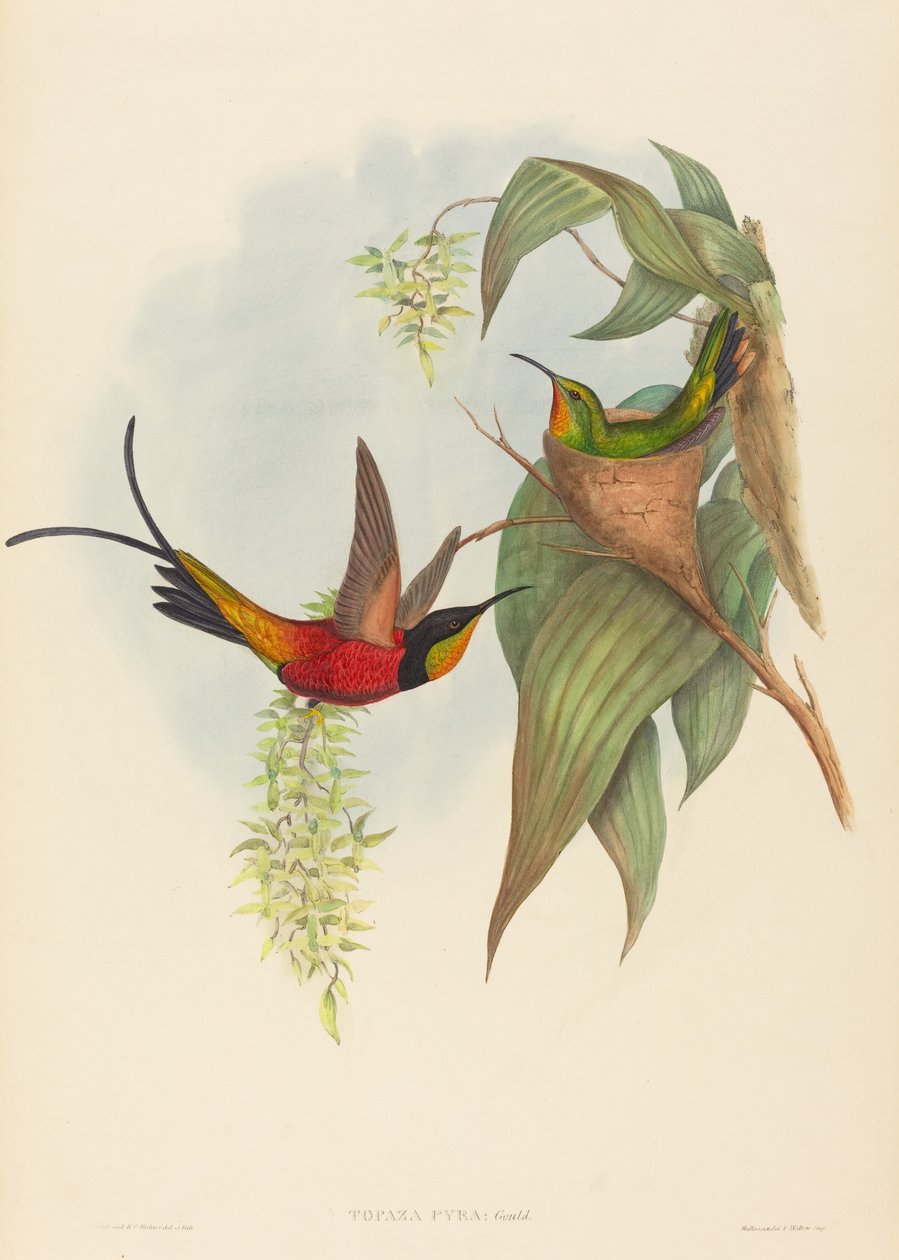 Topaza pyra Fairy Topaz. Skapare: John Gould, Henry Constantine Richter. av John Gould and Henry Constantine Richter John Gould and Henry Constantine Richter