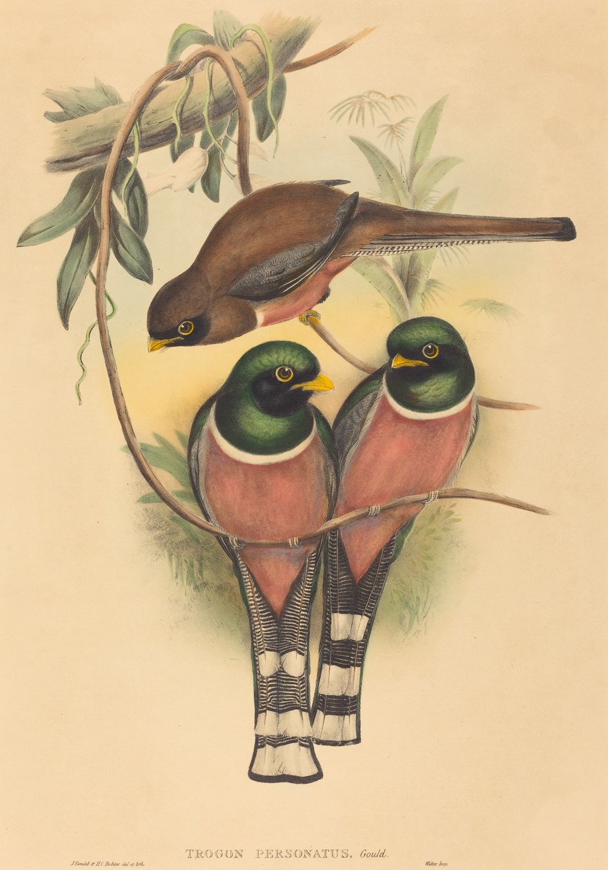 Trogan personatus, troligen 18361838. Skapare: John Gould, Henry Constantine Richter. av John Gould and Henry Constantine Richter John Gould and Henry Constantine Richter