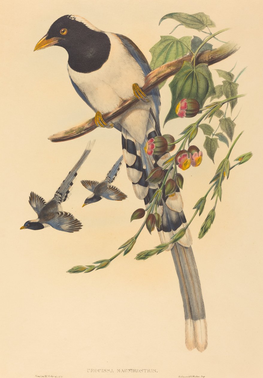 Urocissa magnirostris, troligen 18501883. Skapare: John Gould, Henry Constantine Richter. av John Gould and Henry Constantine Richter John Gould and Henry Constantine Richter