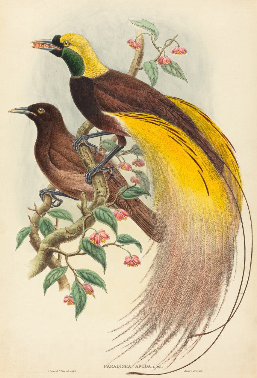 Paradisfågel Paradisea apoda, publicerad 1875-1888. Skapare: John Gould, William Matthew Hart. av John Gould, William Matthew Hart