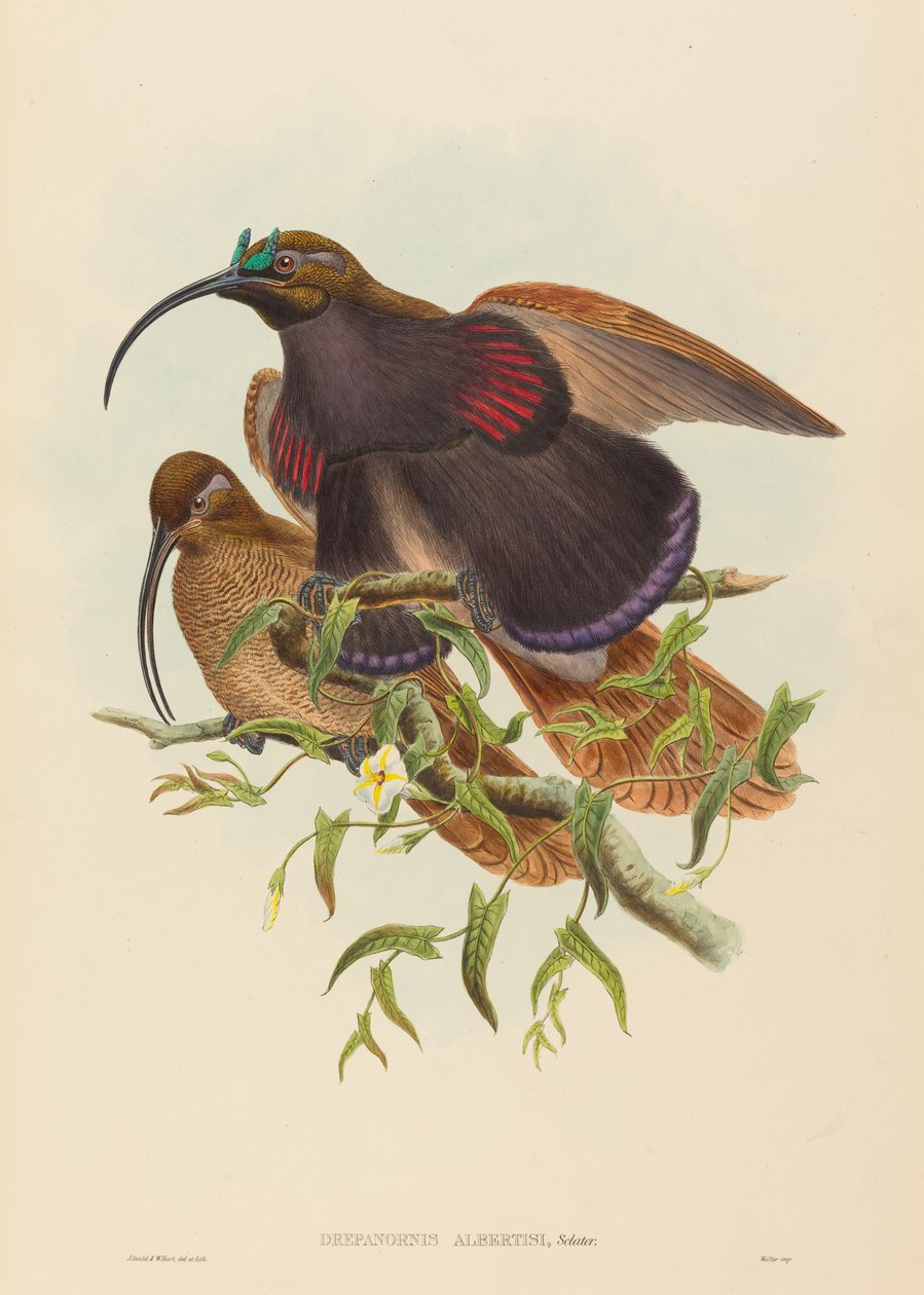 Drepanornis albertisi Svartnäbbade Sicklebill Paradisfågel. Skapare: John Gould, William Matthew Hart. av John Gould, William Matthew Hart