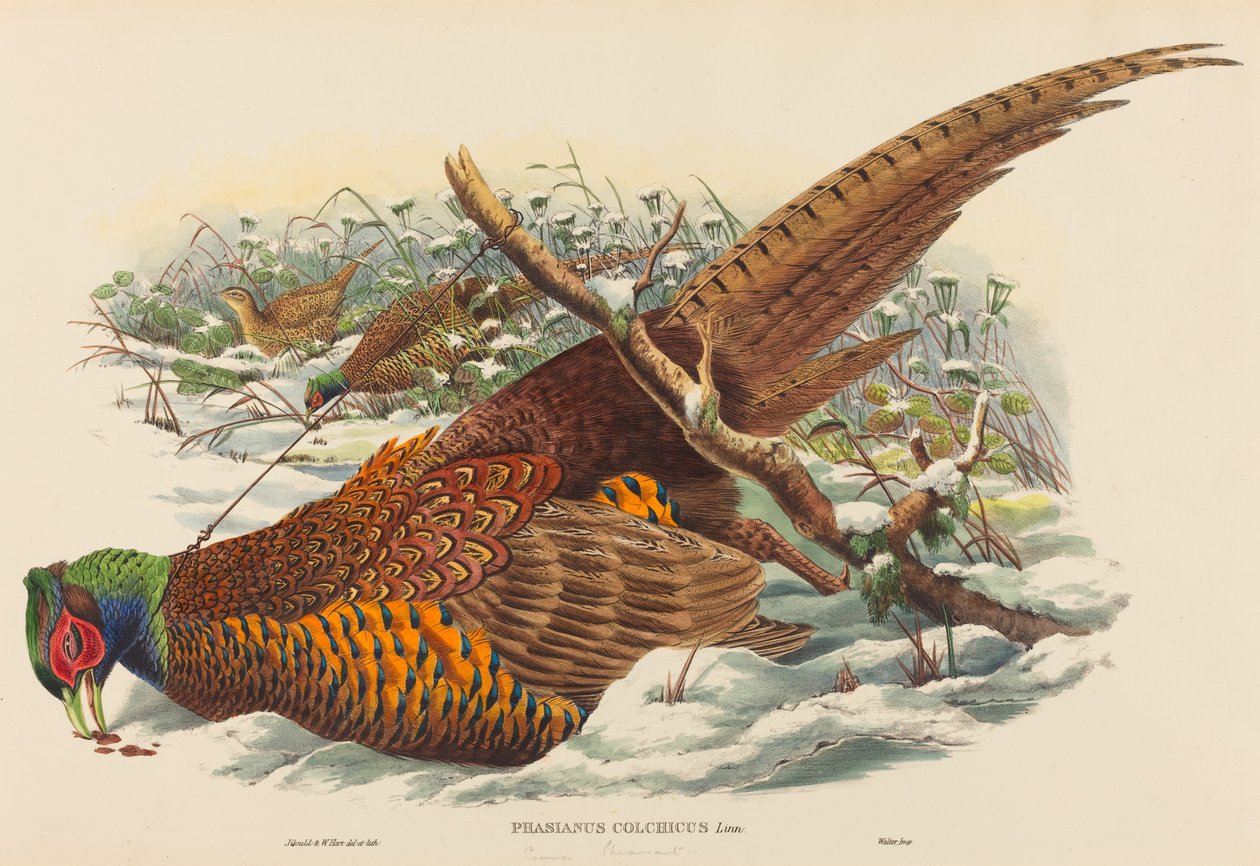 Phasianus colchicus Ringhalsad fasan. Skapare: John Gould, William Matthew Hart. av John Gould, William Matthew Hart