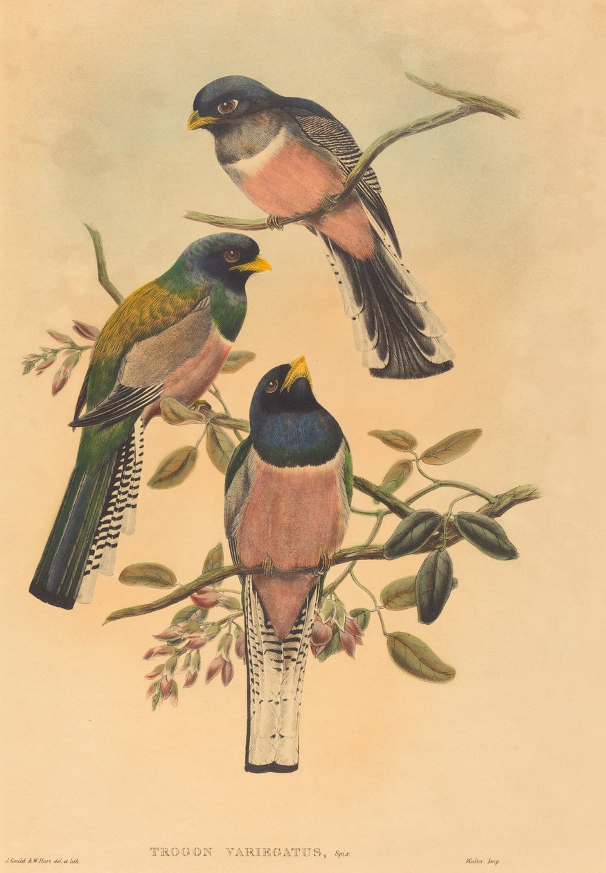 Trogan variegatus, troligen 18361838. Skapare: John Gould, William Matthew Hart. av John Gould, William Matthew Hart