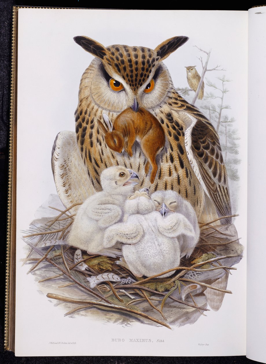 A Great Owl and Chicks, från "The Birds of Europe", publicerad 1832-37 av John Gould