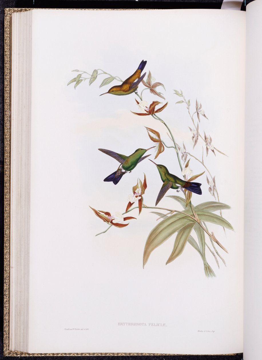 A Monograph of Trochilidae, eller Family of Hummingbirds, publicerad 1849-61 av John Gould