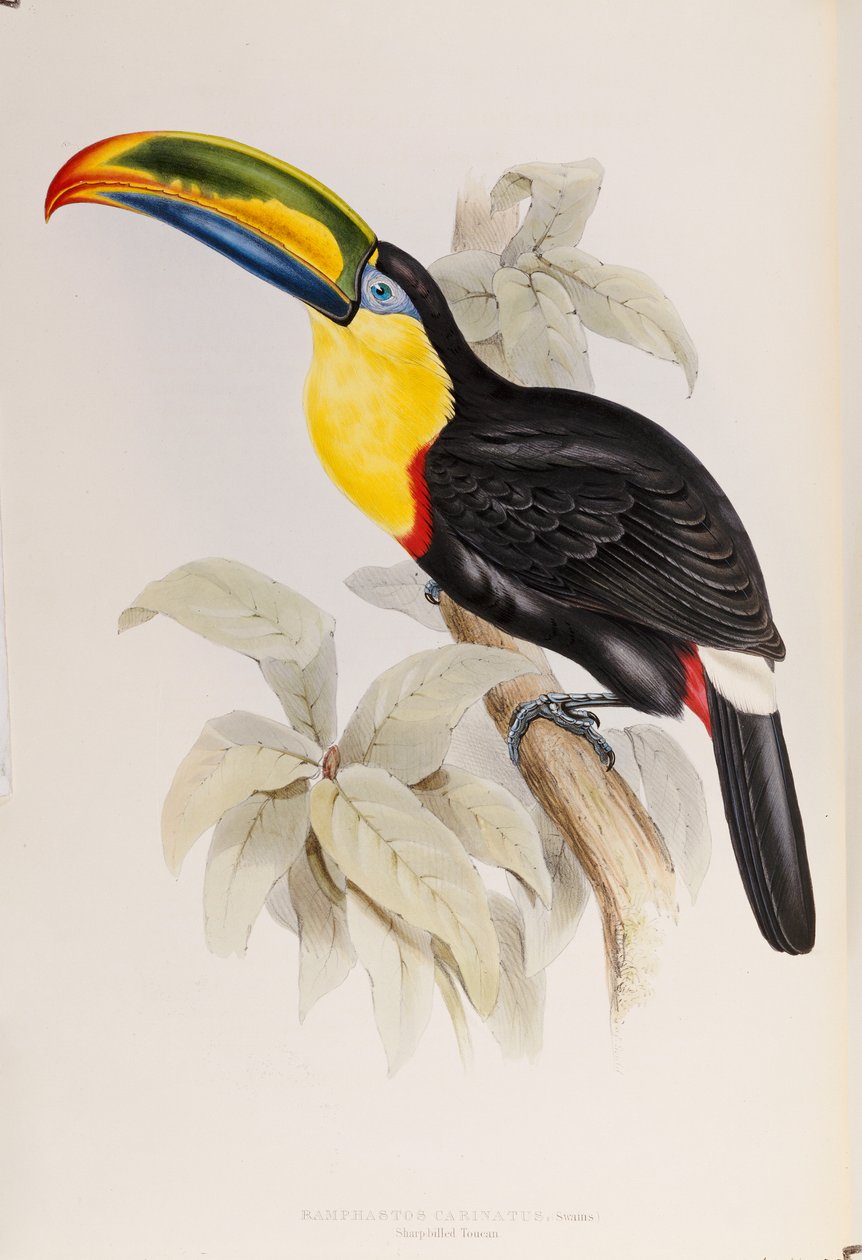 A Monograph of the Ramphastidae, eller Family of Tucans, första upplagan, publicerad 1834 av John Gould