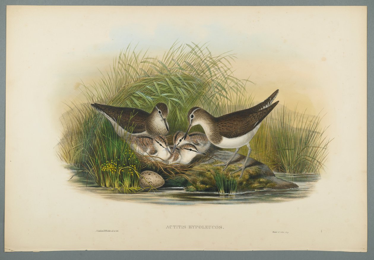 Actitis Hypoleucos - Summer Snipe (färg litho på vävt papper) av John Gould