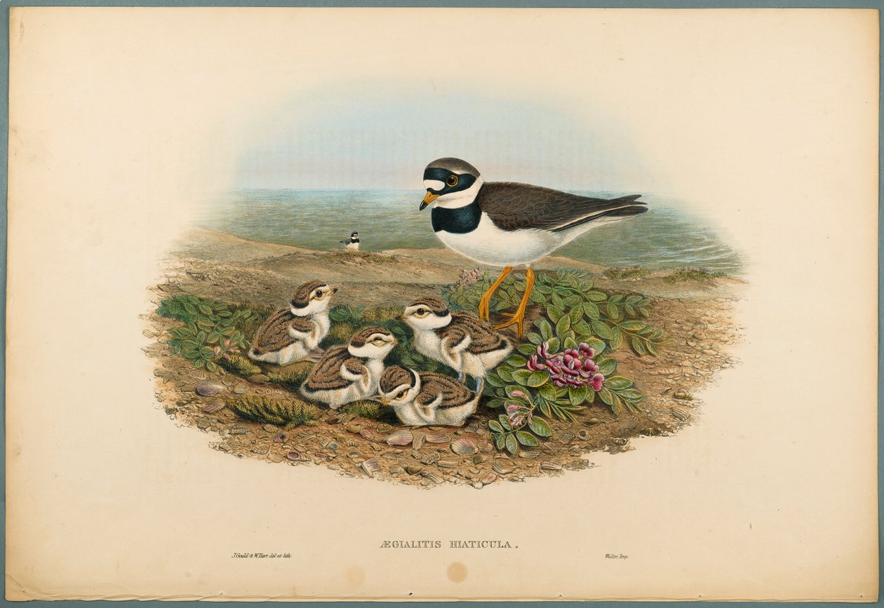 Aegialitis Hiaticula - Plöver (färg litho på vävt papper) av John Gould