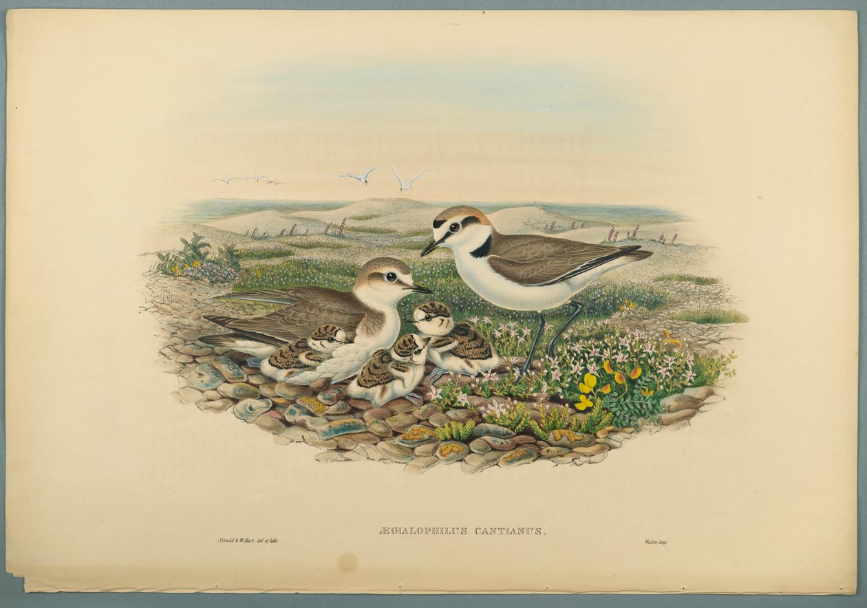 Aegialophilus Cantianus - Kentish Plover (färg litho på vävt papper) av John Gould