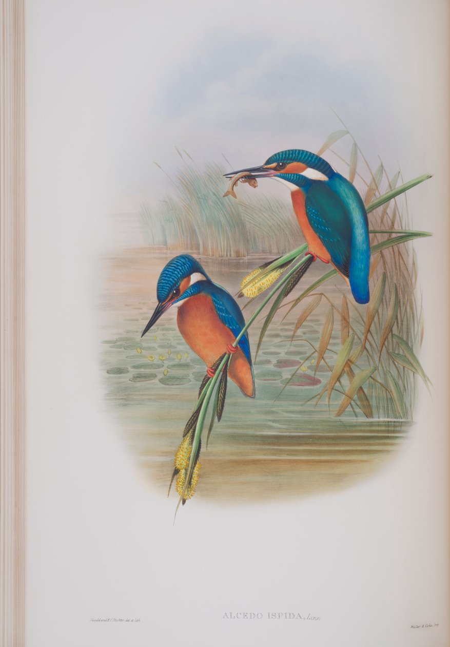 Alcedo Ispida, tallrik från The Birds of Great Britain av John Gould, publicerad 1862-73 (handfärgad lito) av John Gould