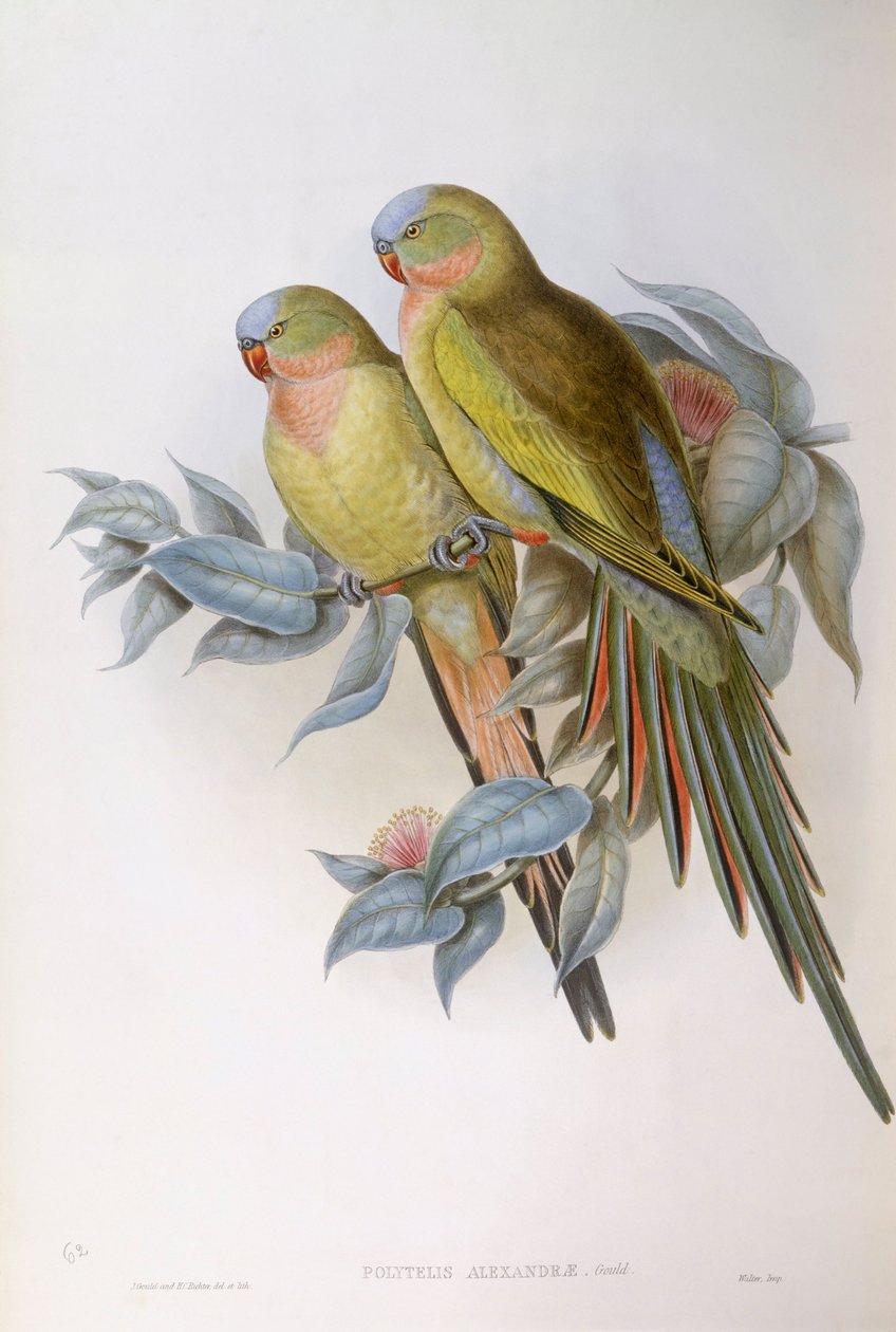 Alexandras papegoja (Polytelis alexandrae), Gravyr av John Gould av John Gould