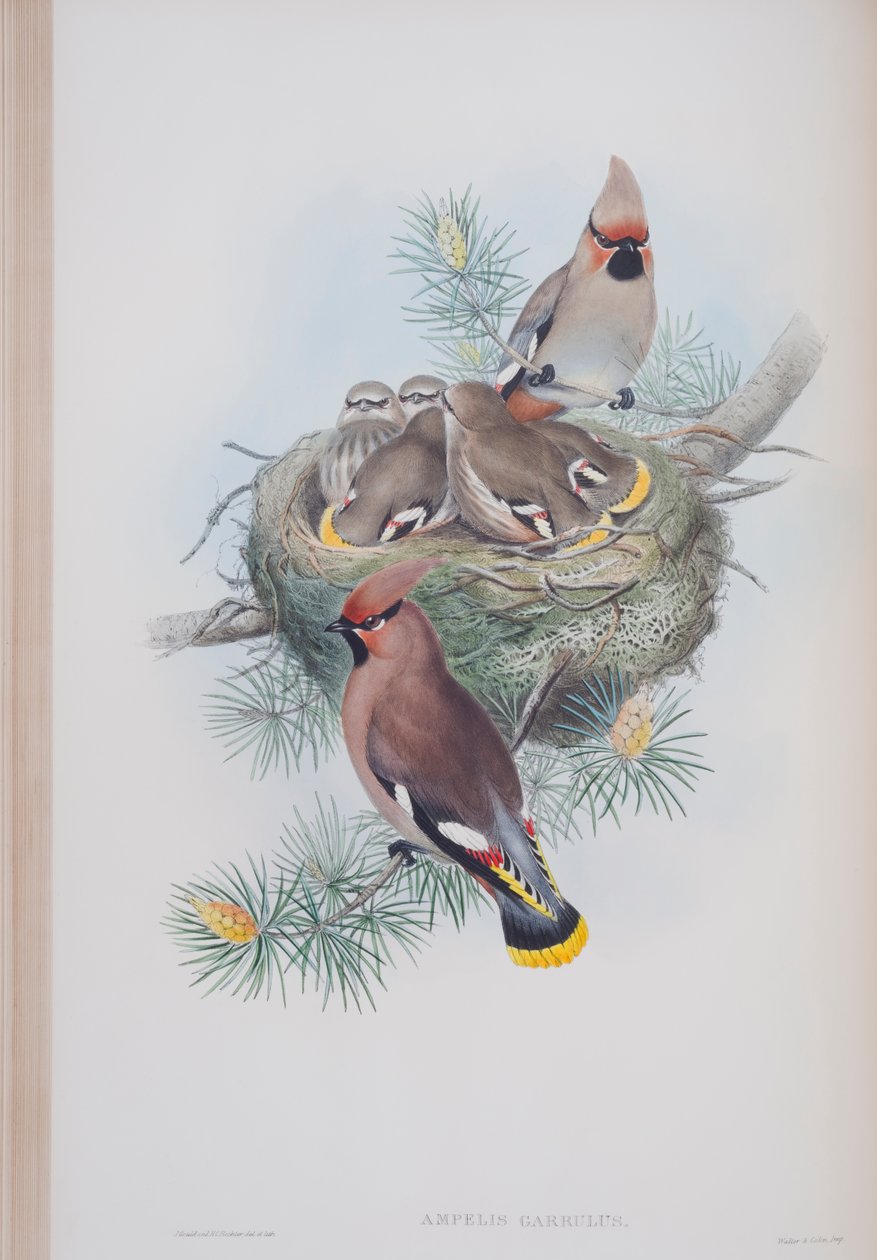 Ampelis Garrulus, tallrik från The Birds of Great Britain av John Gould, publicerad 1862-73 (handfärgad litho) av John Gould
