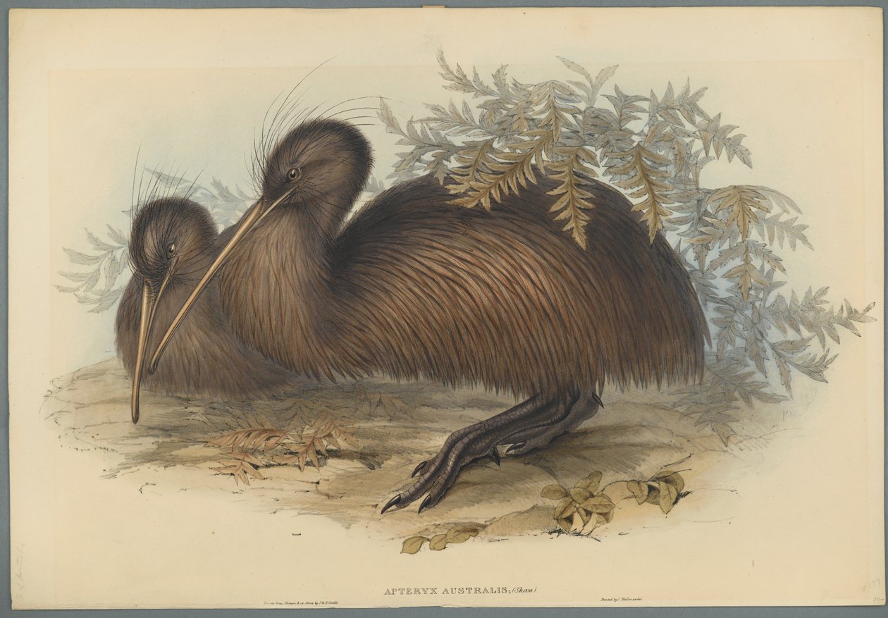 Apteryx Australis (färg litho på vävt papper) av John Gould