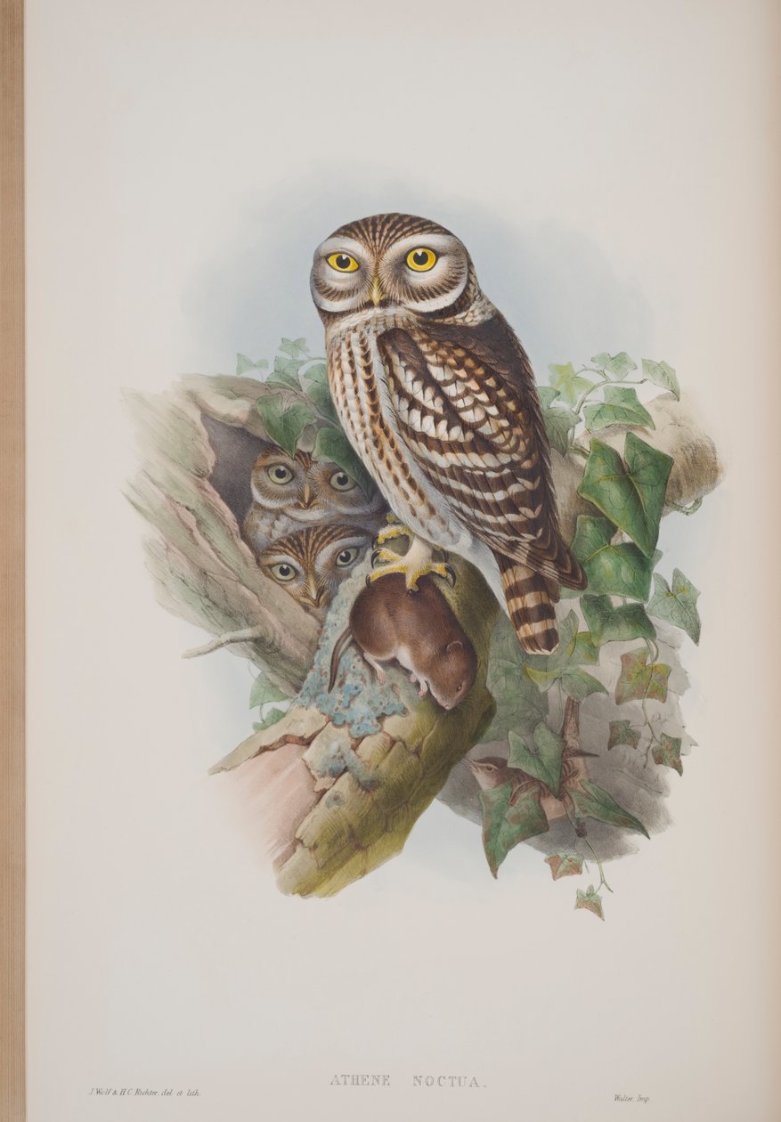 Athene Noctua, tallrik från The Birds of Great Britain av John Gould, publicerad 1862-73 (handfärgad lito) av John Gould