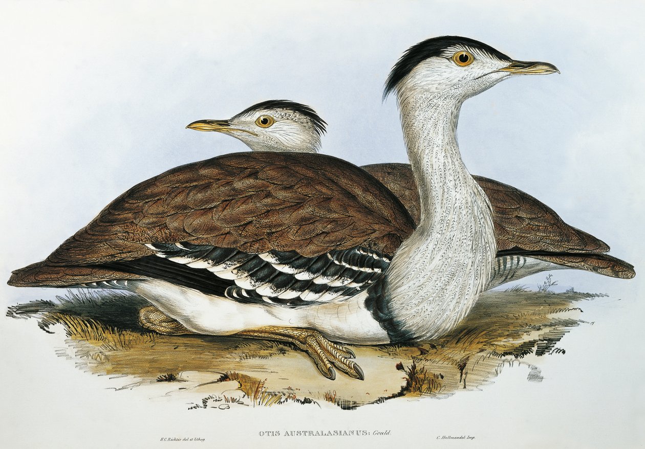 australisk bustrad (Otis australasianus) av John Gould