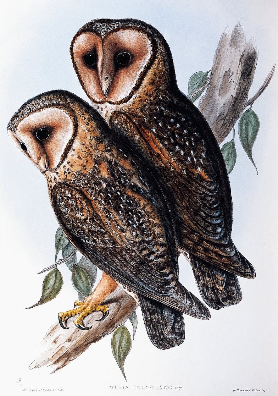 Australian Masked-Owl (Strix personata), litografi från Birds of Australia av John Gould