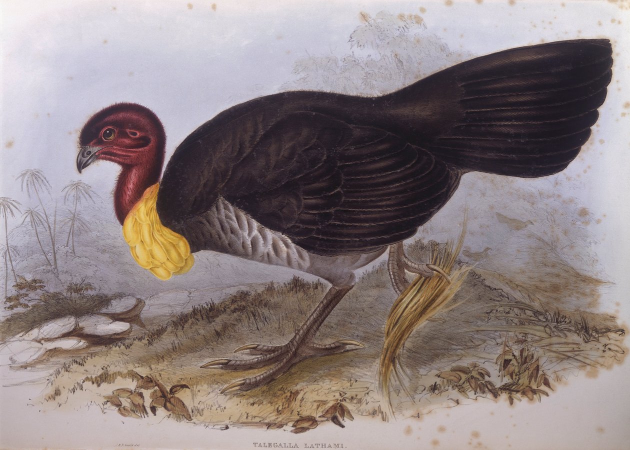 Australiensisk brush-turkey (Alectura lathami), gravyr av John Gould av John Gould