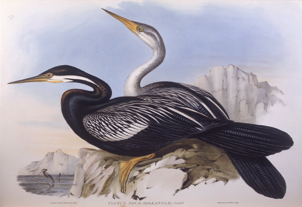 Australisk darter (Anhinga novaehollandiae), Gravyr av John Gould av John Gould