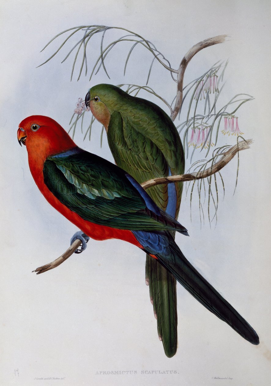 Australisk kung papegoja (Alisterus scapularis), gravyr av John Gould (1804-1881) och Henry Constantine Richter (1821-1902). Storbritannien av John Gould