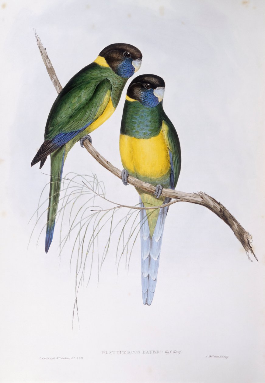 Australisk ringhals (Barnardius eller Platycercus zonarius), gravyr av John Gould av John Gould