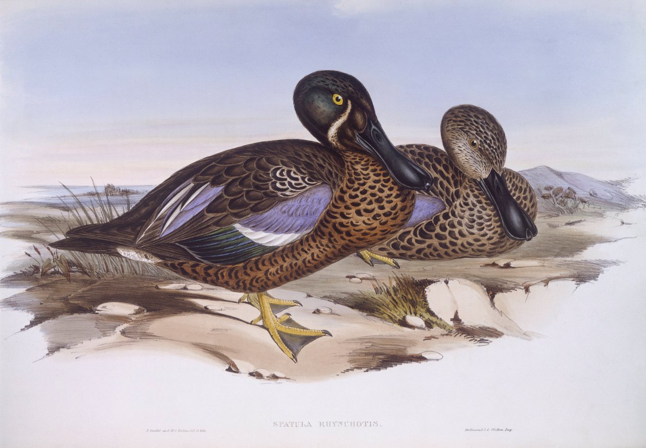 Australian shoveler (Anas rhynchotis), Gravyr av John Gould av John Gould