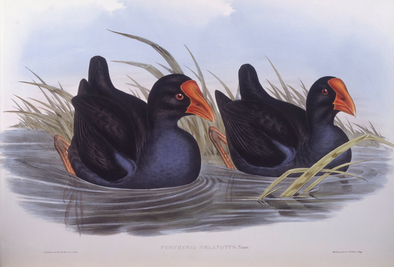 Australisk träskfisk (Porphyrio melanotus), gravyr av John Gould av John Gould
