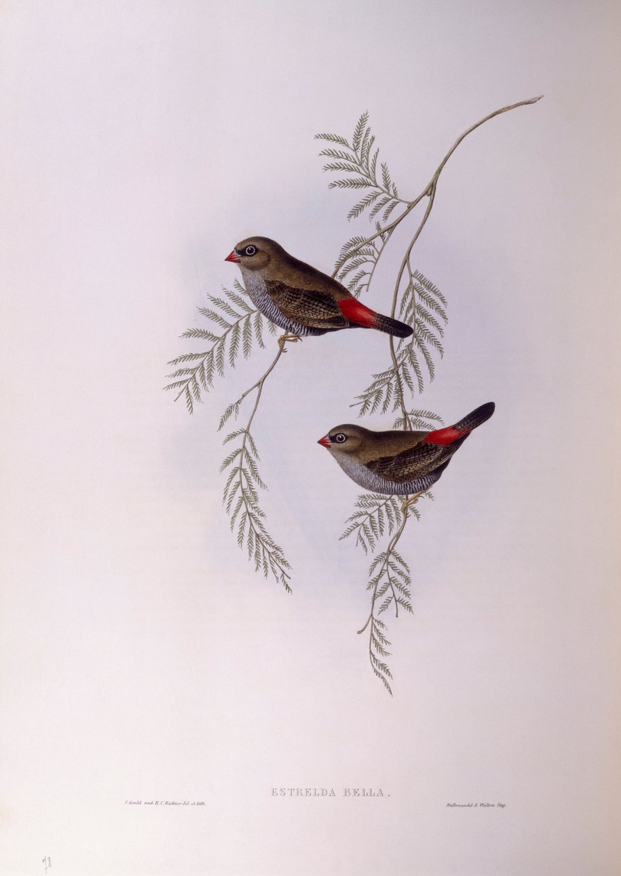 Vacker eldstjärt (Stagonopleura bella), Gravyr av John Gould av John Gould