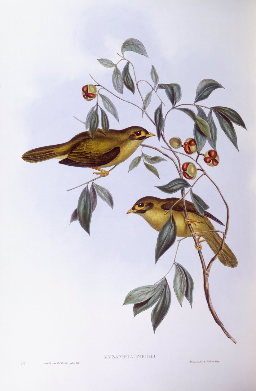 Bell miner (Manorina melanophrys), Gravyr av John Gould av John Gould