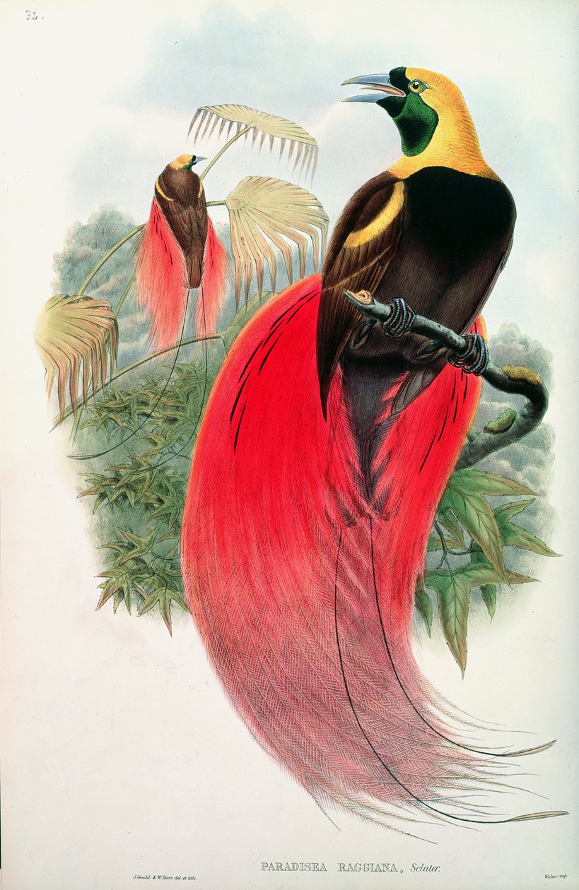Paradisfågel, graverad av T. Walter av John Gould