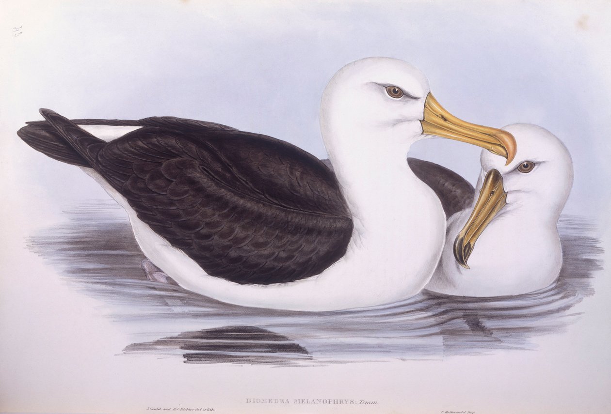 Svartbrynad albatross (Diomedea o Thalassarche melanophrys), gravyr av John Gould av John Gould
