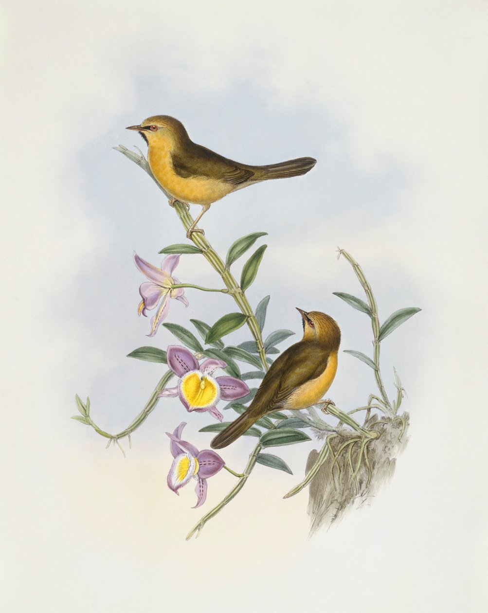 Svartkinnad babbler (Stachyris pyrrhops), Gravyr av John Gould av John Gould