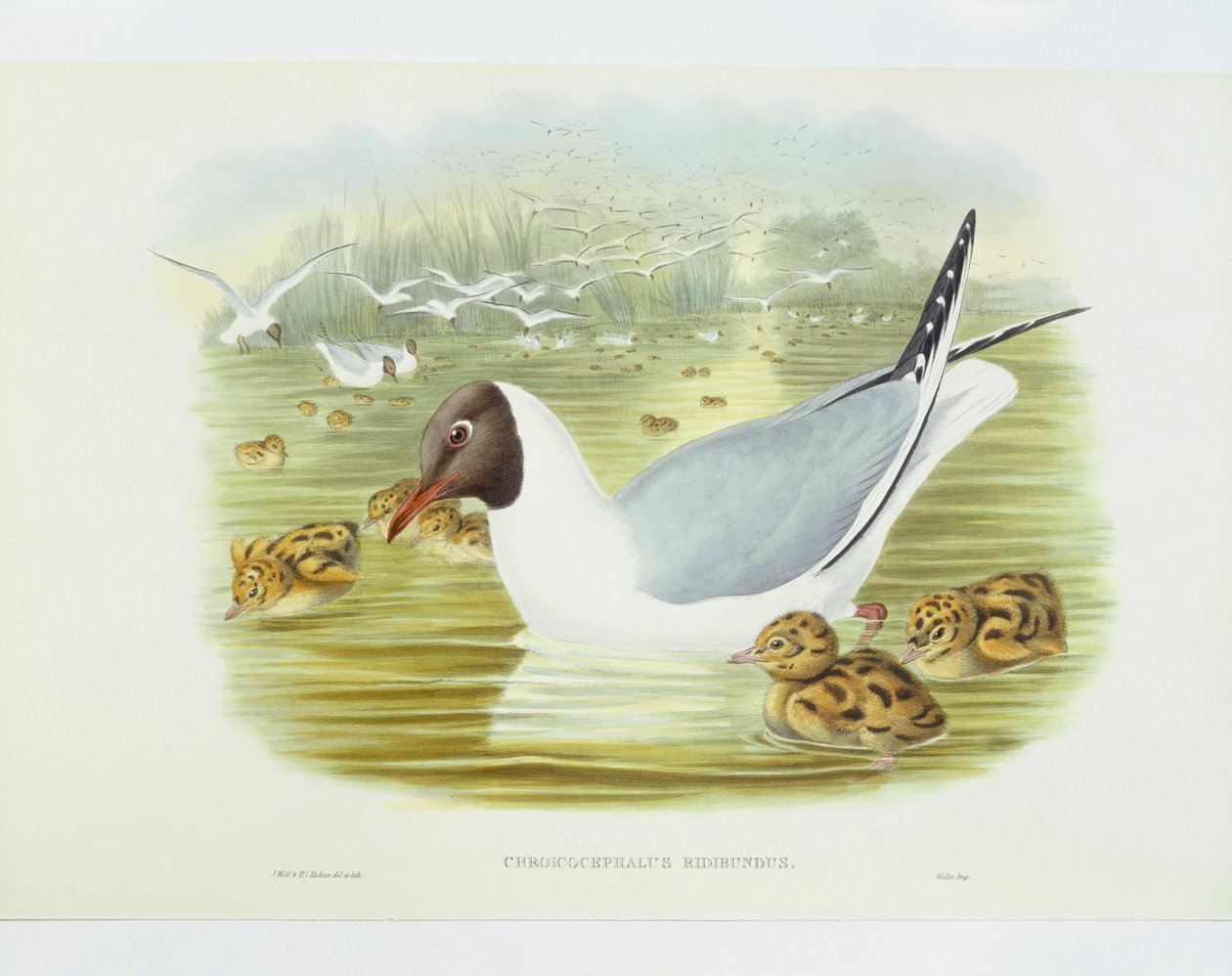 Svarthuvudmås (Larus ridibundus), Gravyr av John Gould, William Hart, H C Richter av John Gould
