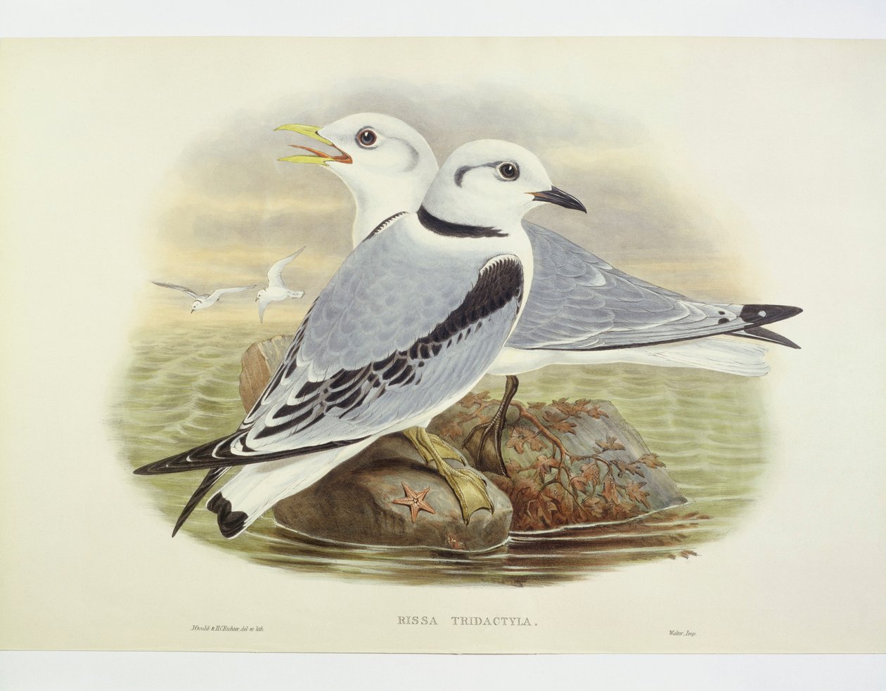 Svartbent kattunge (Rissa tridactyla), Gravyr av John Gould, William Hart, H C Richte av John Gould