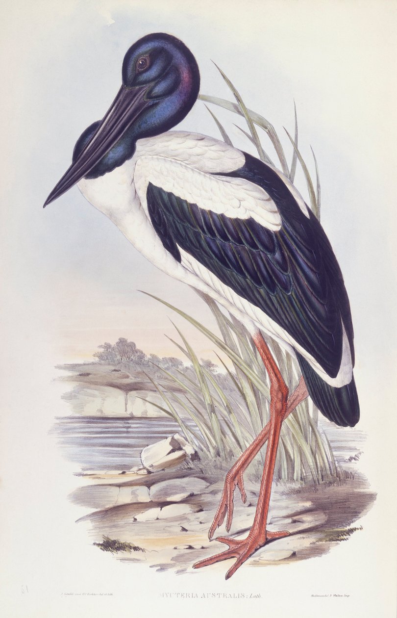 Svarthalsad stork (Ephippiorhynchus asiaticus), gravyr av John Gould av John Gould