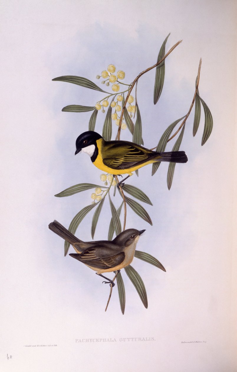 Black-tailed whistler (Pachycephala melanura), Gravyr av John Gould av John Gould