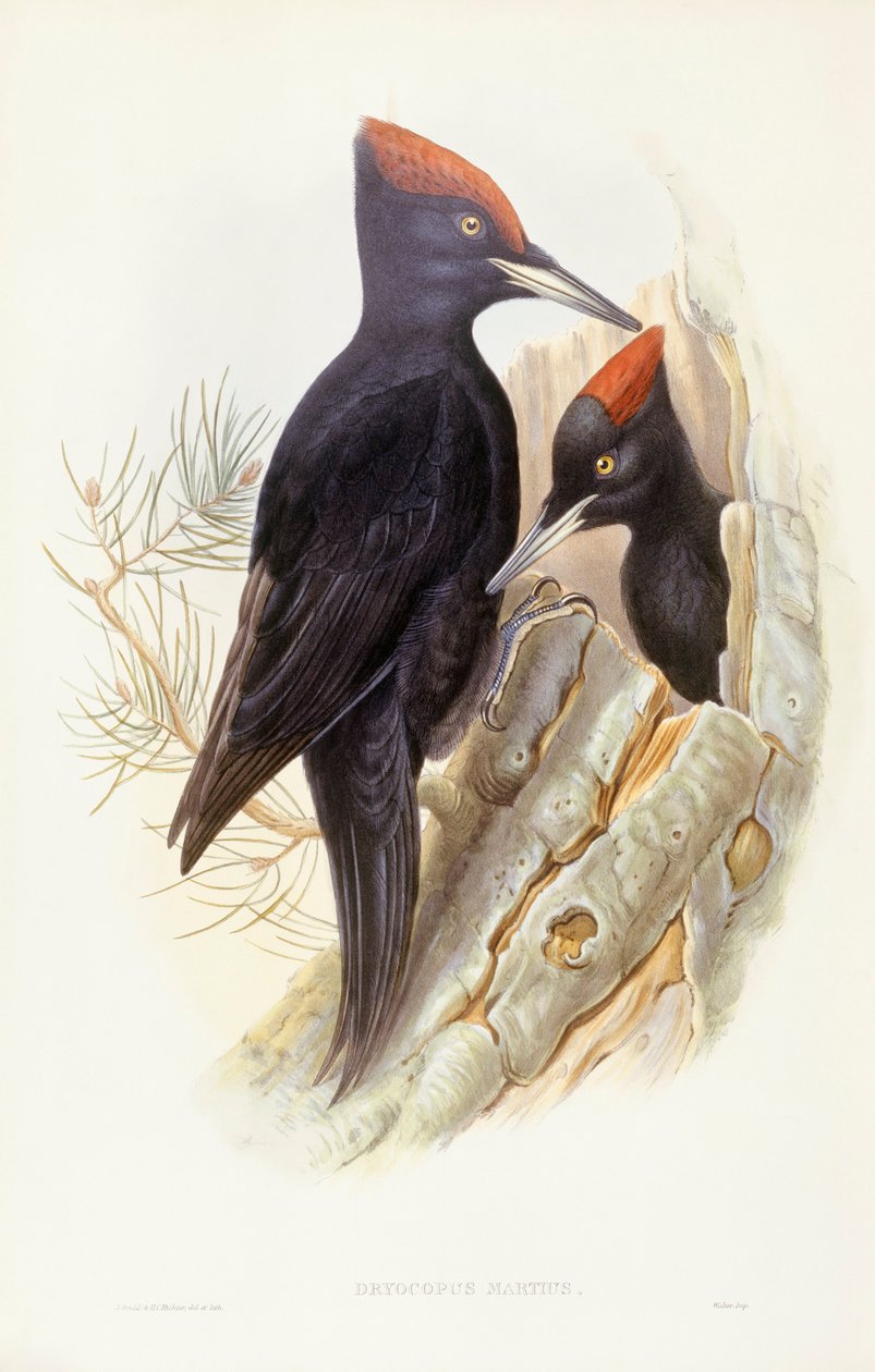 Svart hackspett (Dryocopus martius), Gravyr av John Gould av John Gould