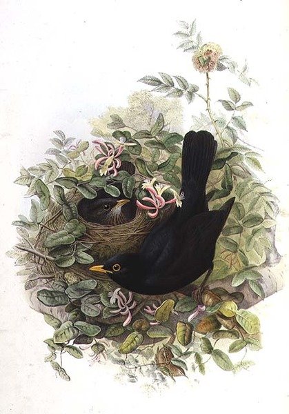 Koltrast av John Gould