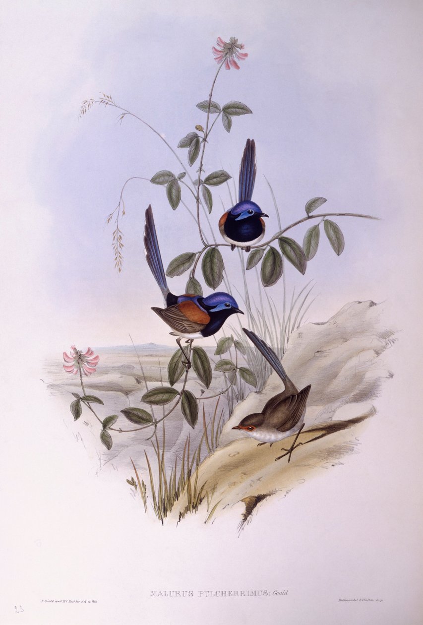 Blåbröst gräddgräs (Malurus pulcherrimus), Gravyr av John Gould av John Gould